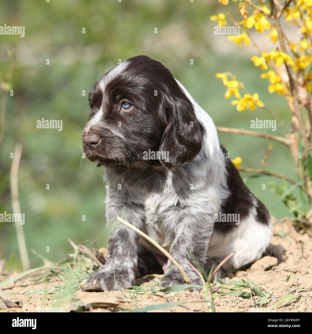 Beau chiot de chien de caille allemand au printemps Banque D'Images