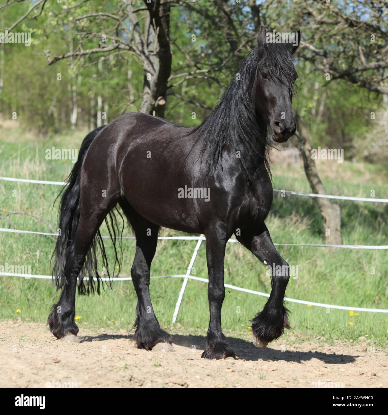Black friesian mare se déplaçant seul au printemps Banque D'Images