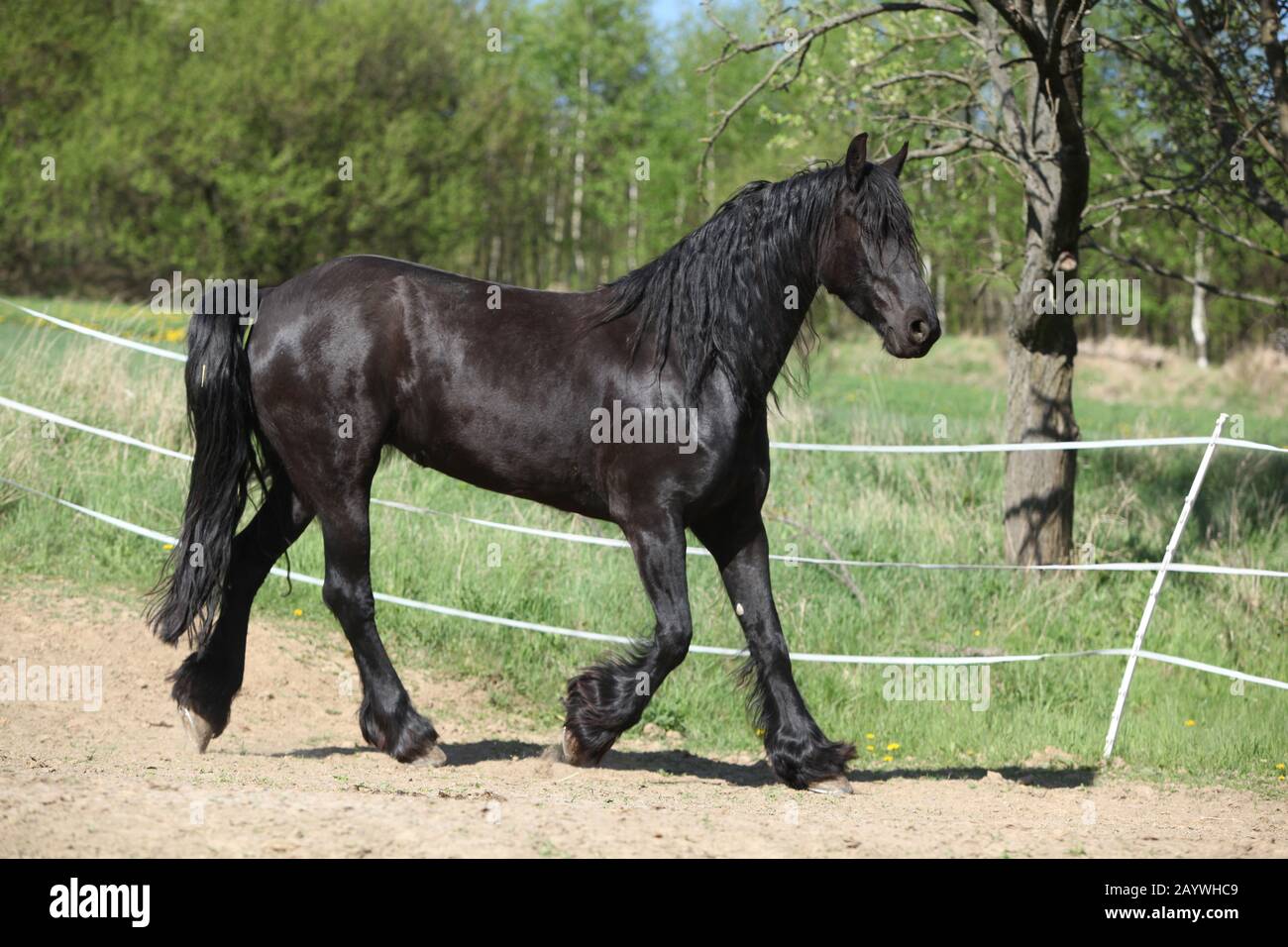 Black friesian mare se déplaçant seul au printemps Banque D'Images