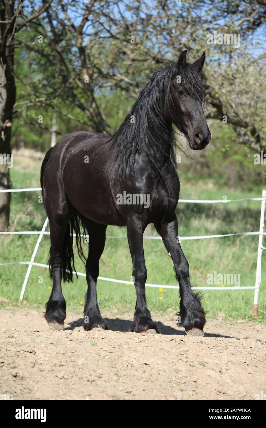 Black friesian mare se déplaçant seul au printemps Banque D'Images