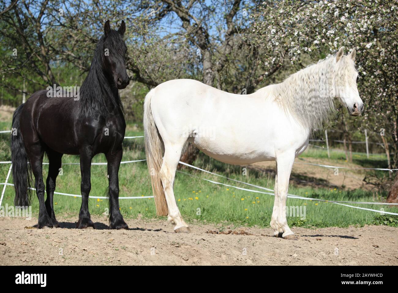 Cheval andalou blanc avec cheval friesian noir au printemps Banque D'Images