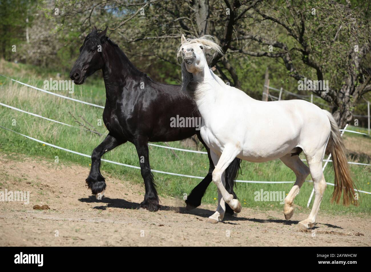Cheval andalou blanc avec cheval friesian noir au printemps Banque D'Images