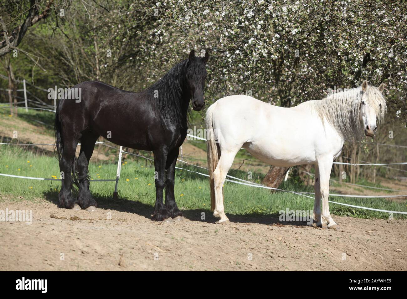 Cheval andalou blanc avec cheval friesian noir au printemps Banque D'Images