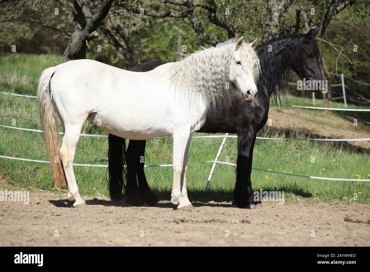 Cheval andalou blanc avec cheval friesian noir au printemps Banque D'Images