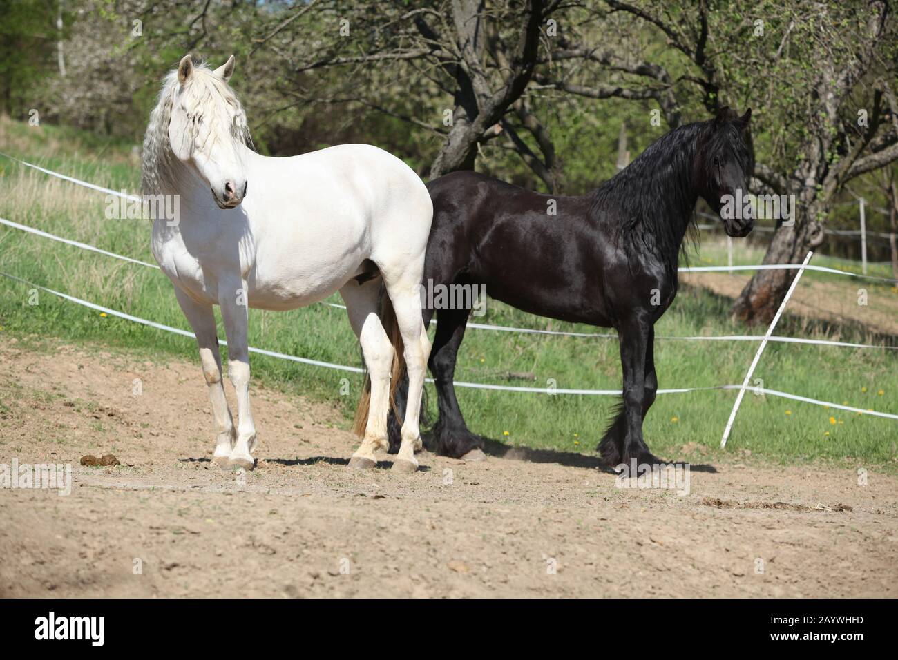 Cheval andalou blanc avec cheval friesian noir au printemps Banque D'Images