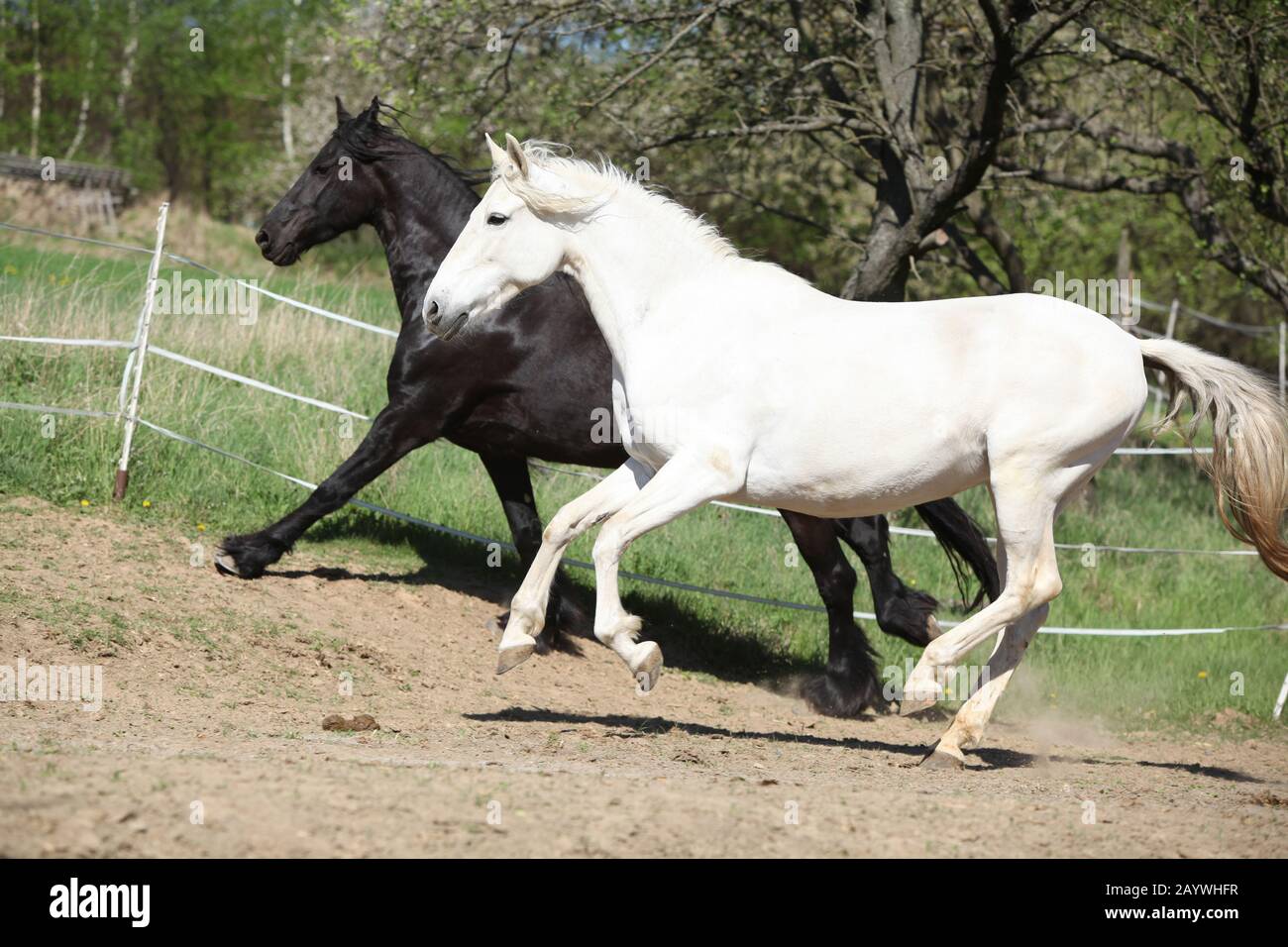 Cheval andalou blanc avec cheval friesian noir au printemps Banque D'Images