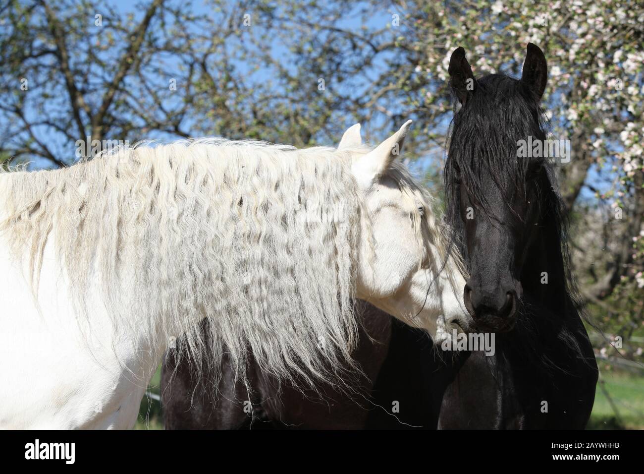 Cheval andalou blanc avec cheval friesian noir au printemps Banque D'Images