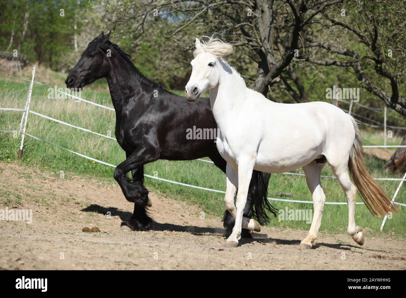 Cheval andalou blanc avec cheval friesian noir au printemps Banque D'Images