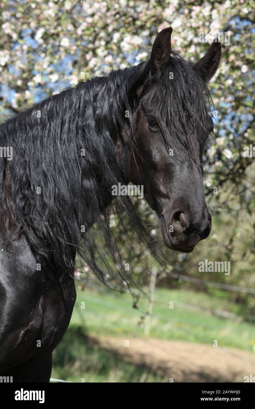 Black friesian mare debout seul au printemps Banque D'Images