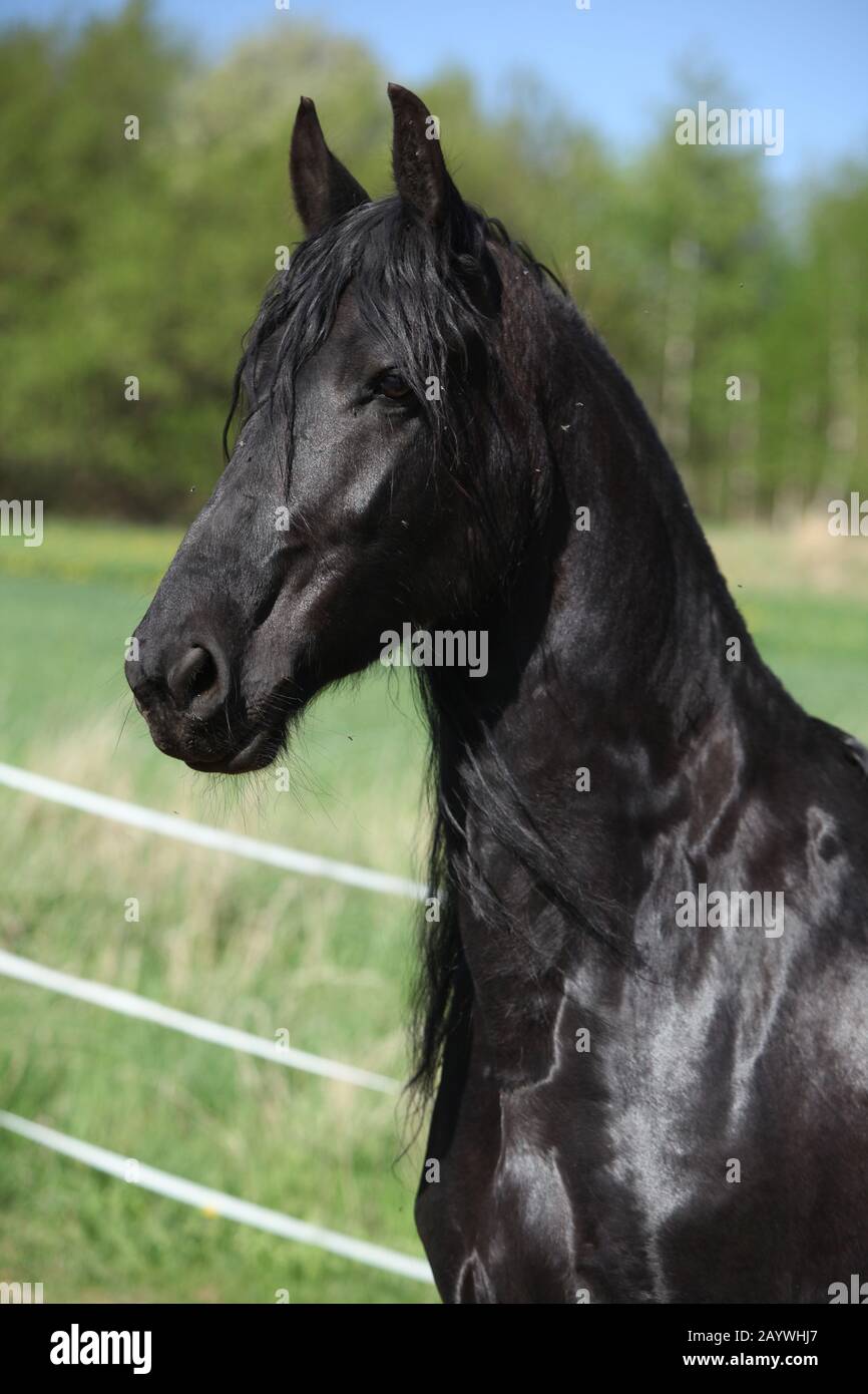 Black friesian mare debout seul au printemps Banque D'Images