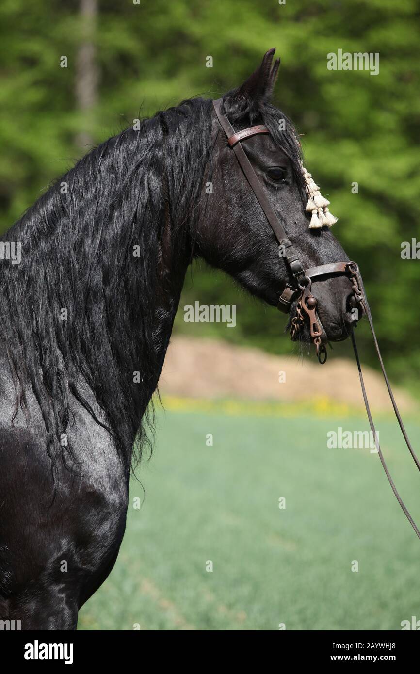 Black friesian mare debout avec une bride au printemps Banque D'Images
