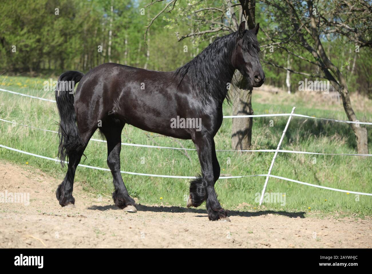 Black friesian mare se déplaçant seul au printemps Banque D'Images