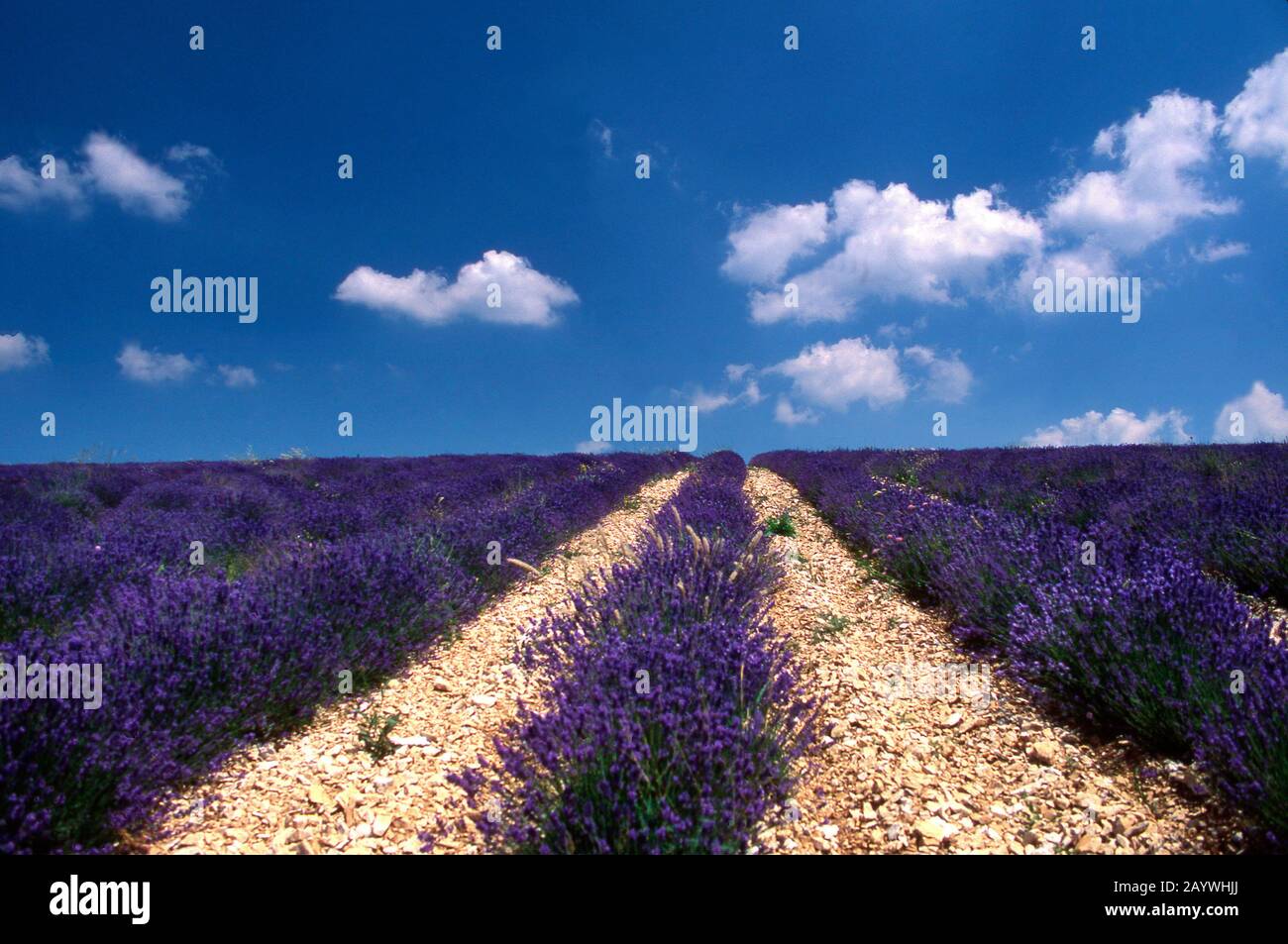 Lever de soleil sur les champs de lavande en Provence, France Banque D'Images
