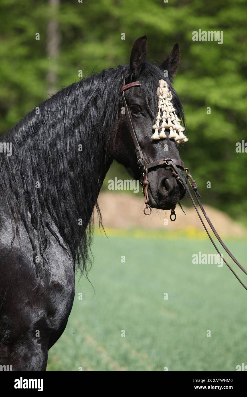 Black friesian mare debout avec une bride au printemps Banque D'Images