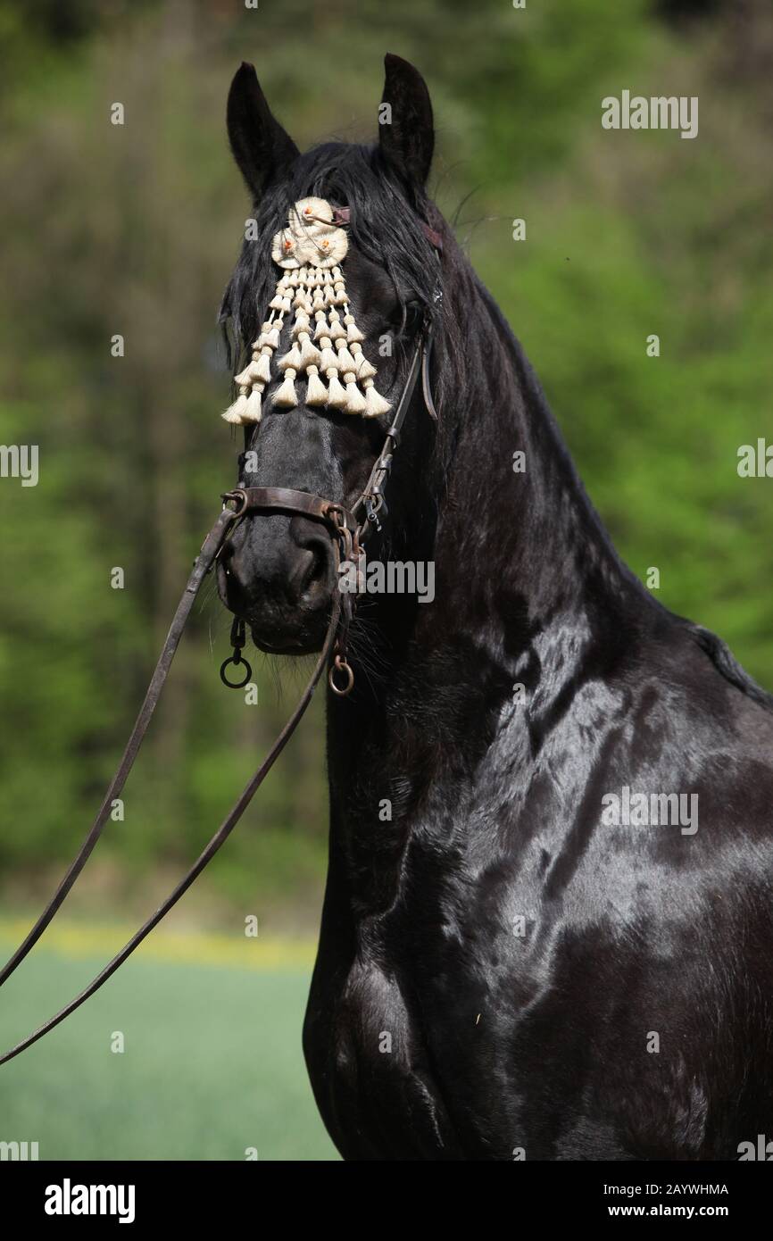 Black friesian mare debout avec une bride au printemps Banque D'Images