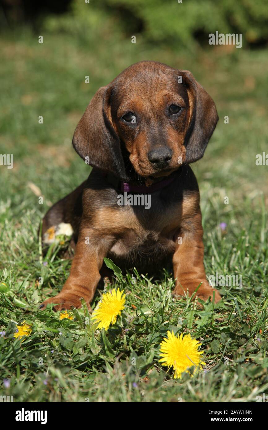 Adorable chiot Dachshund assis dans le jardin seul Banque D'Images