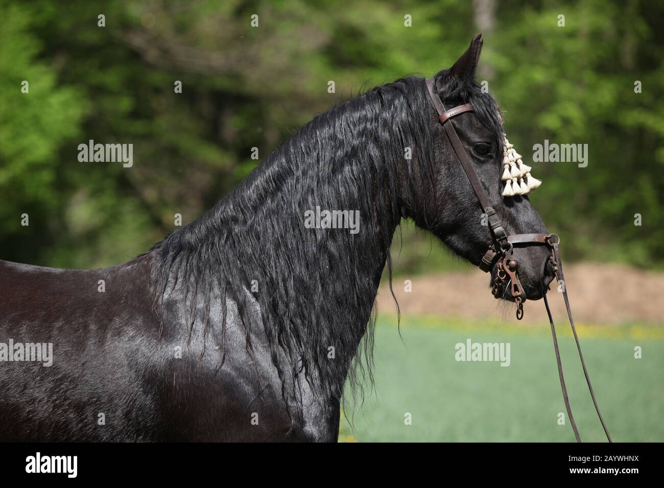 Black friesian mare debout avec une bride au printemps Banque D'Images