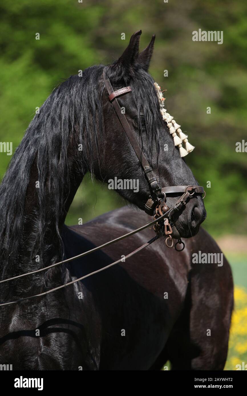 Black friesian mare debout avec une bride au printemps Banque D'Images