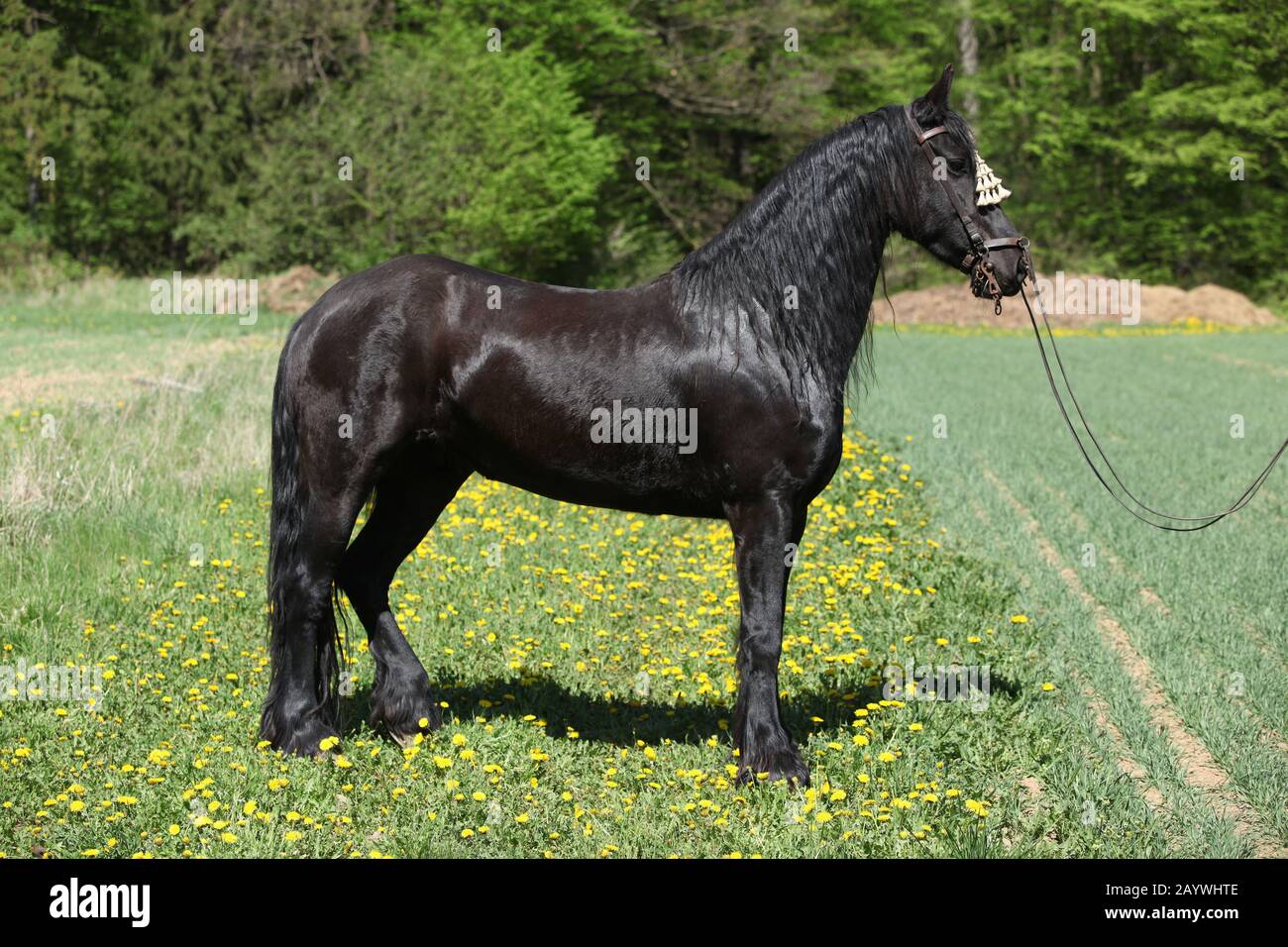 Black friesian mare debout avec une bride au printemps Banque D'Images