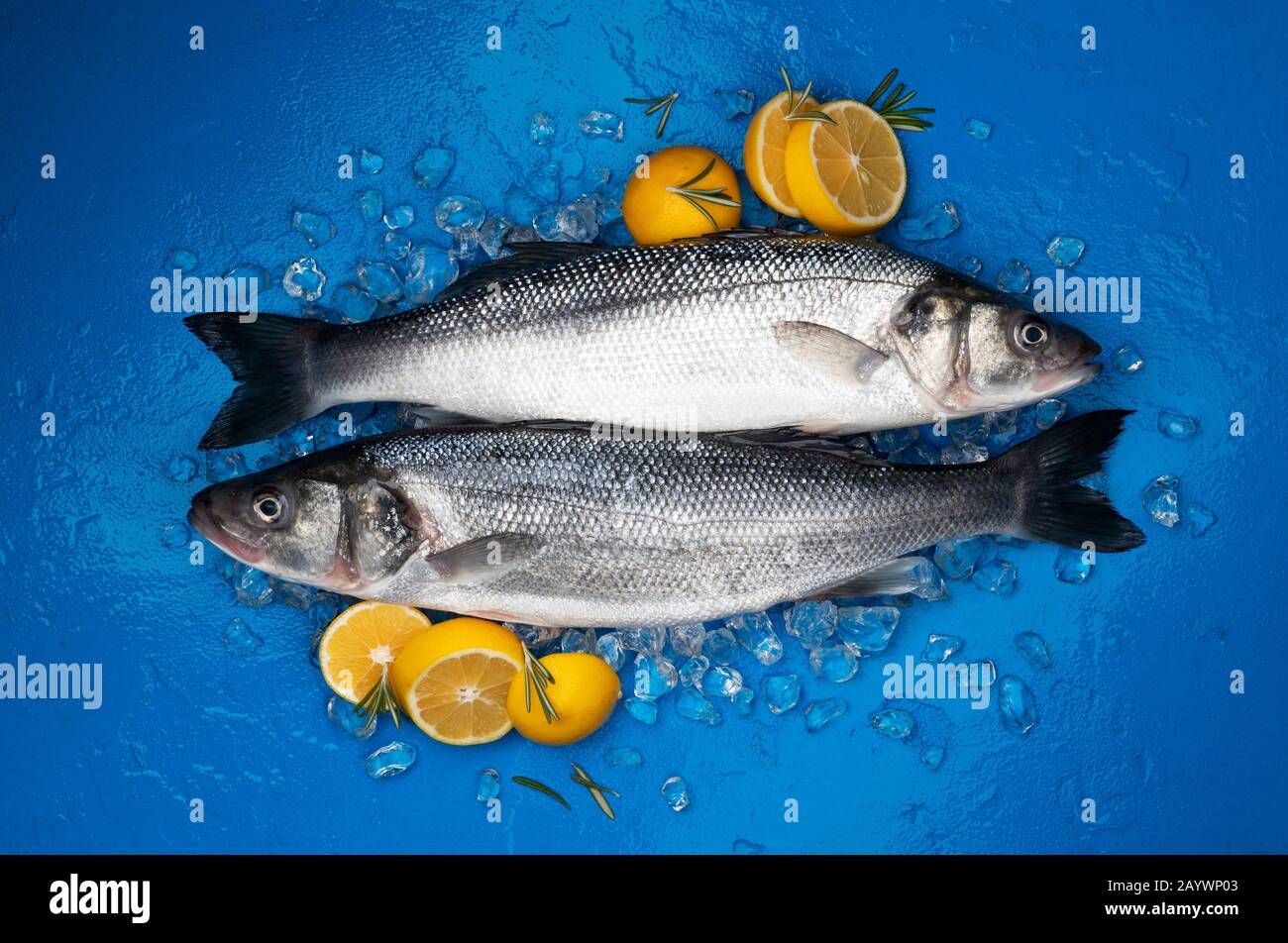 Poissons de mer sur glace sur fond bleu, vue de dessus Banque D'Images