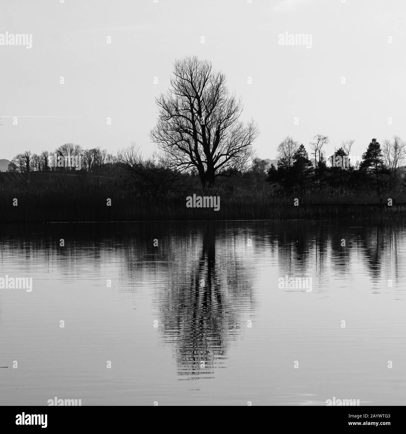 Ancien arbre réfléchissant sur le lac Pfaffikon. Banque D'Images
