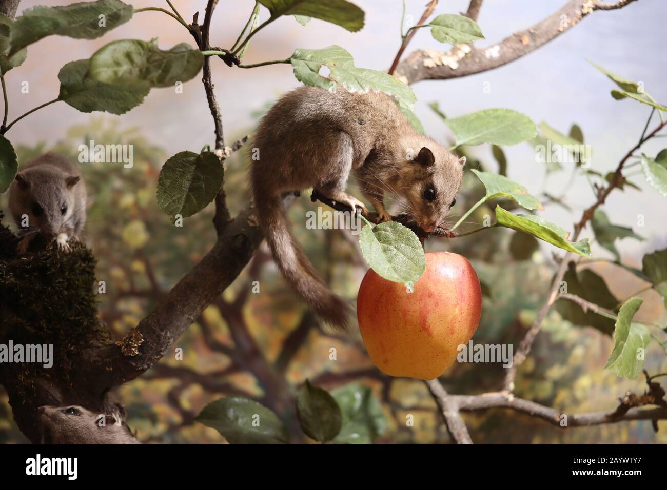 Dormouse comestible (Glis glis) manger une pomme. (Diorama an le MNH à Neuchâtel) Banque D'Images