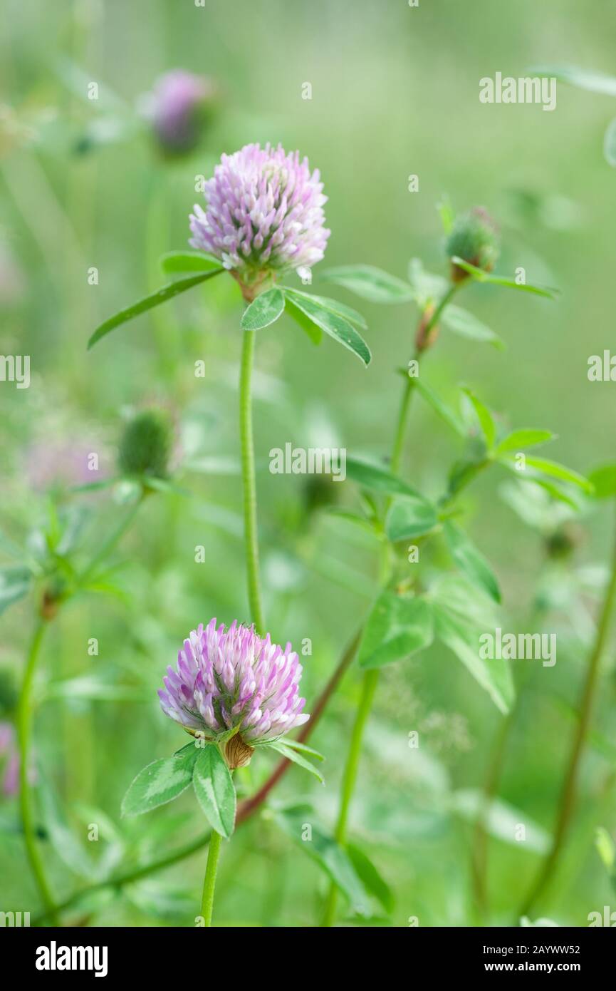 Le trèfle rouge (Trifolium pratense) fleurs Banque D'Images