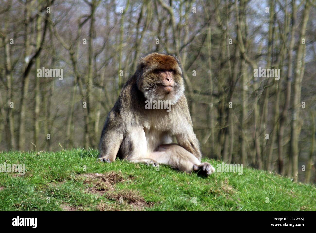 singe sur une colline en forêt Banque D'Images