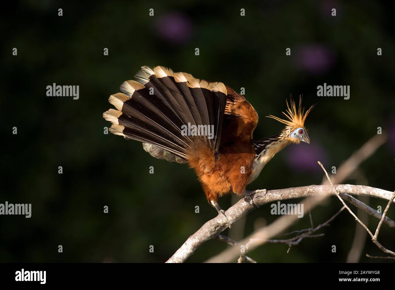 Hoatzin, opisthocomus hoazin, Adulte debout sur branche avec Open Wings, Réserve de Manu au Pérou Banque D'Images