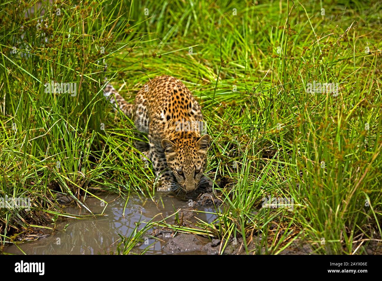 LEOPARD (4 MOIS) CUB Panthera pardus en Namibie Banque D'Images