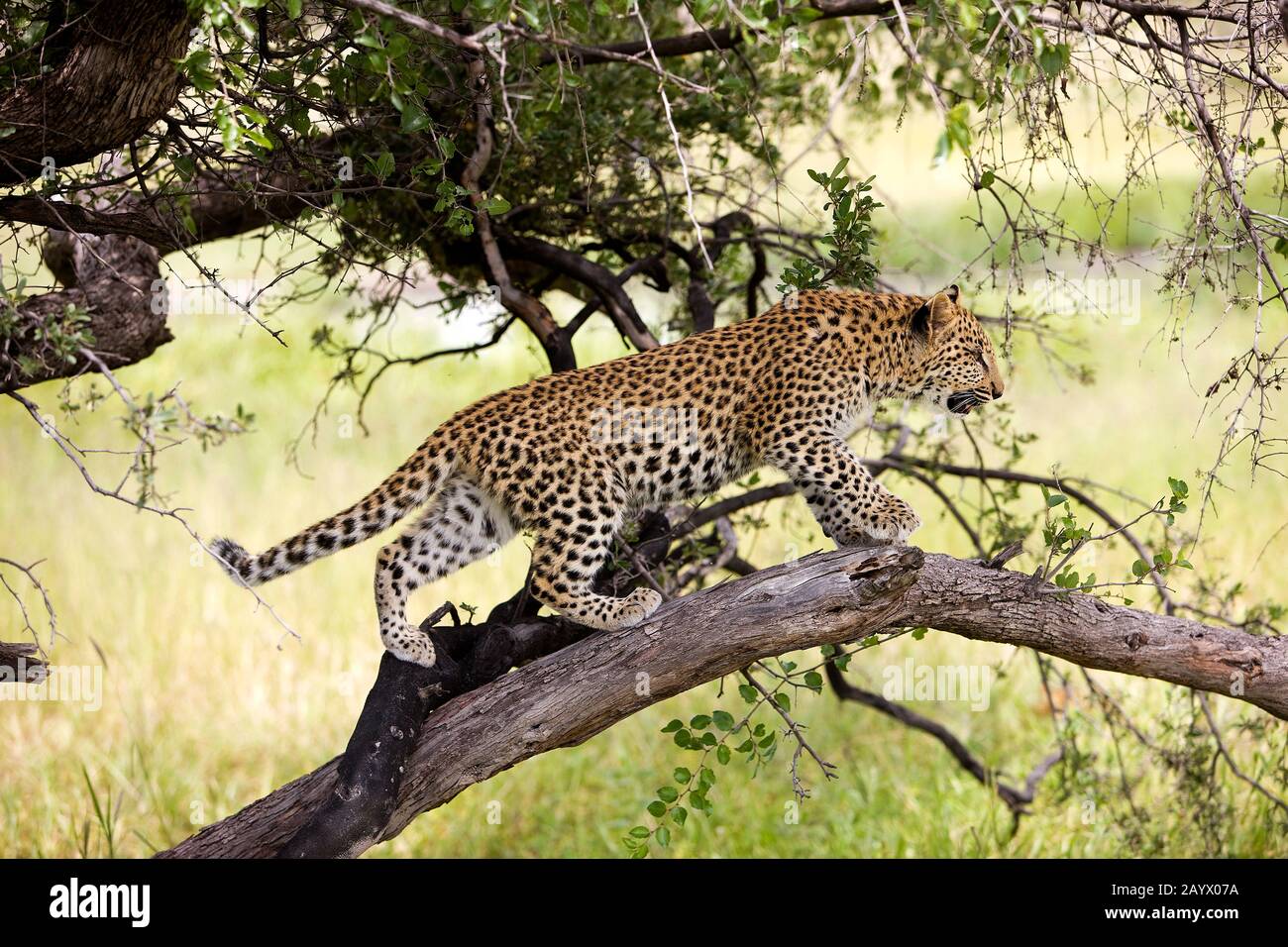 LEOPARD (4 MOIS) CUB Panthera pardus EN NAMIBIE DANS UN ARBRE Banque D'Images