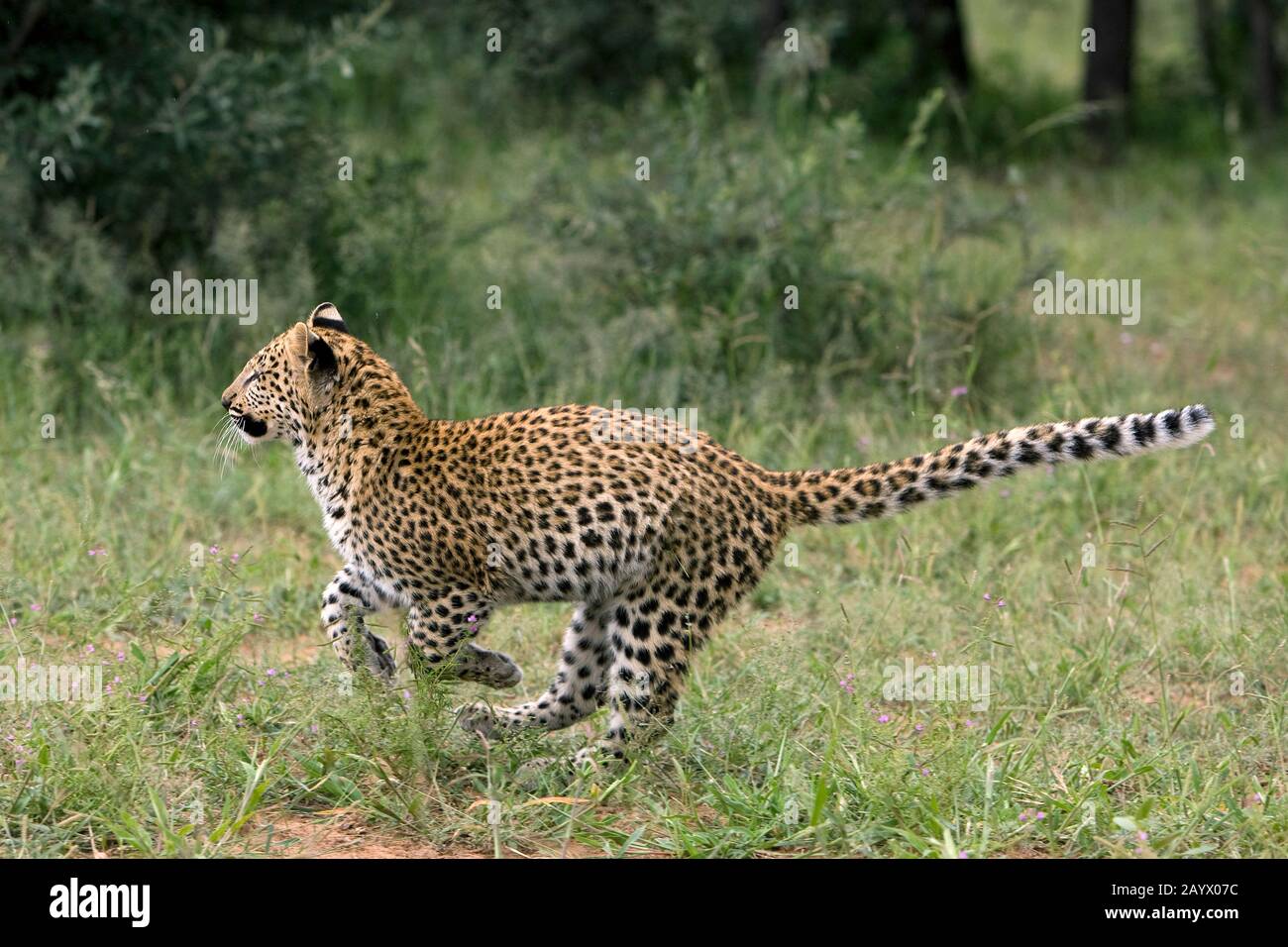 LEOPARD (4 MOIS) CUB Panthera pardus en Namibie Banque D'Images