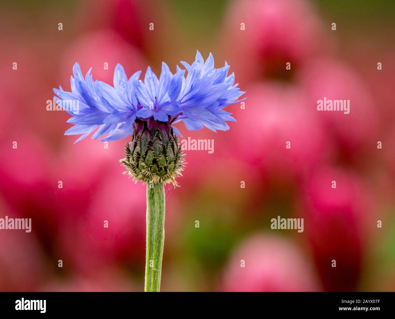 fleur de maïs bleu unique ou fleur de bouton de bachelor (centaurea cyanus) sur fond violet, détail Banque D'Images