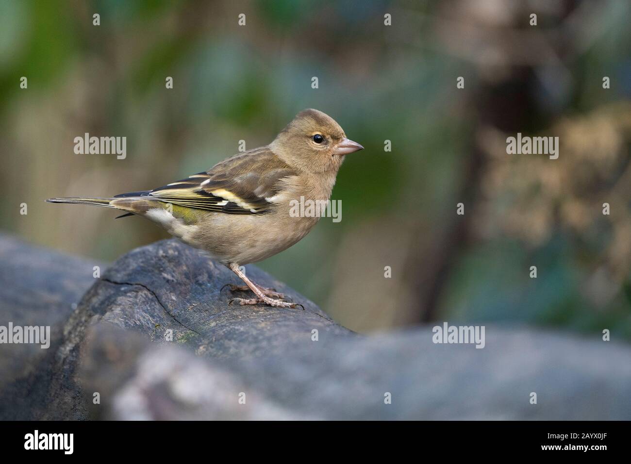 Femme Chaffinch, Les Coélébs De Fringilla. Hiver Banque D'Images