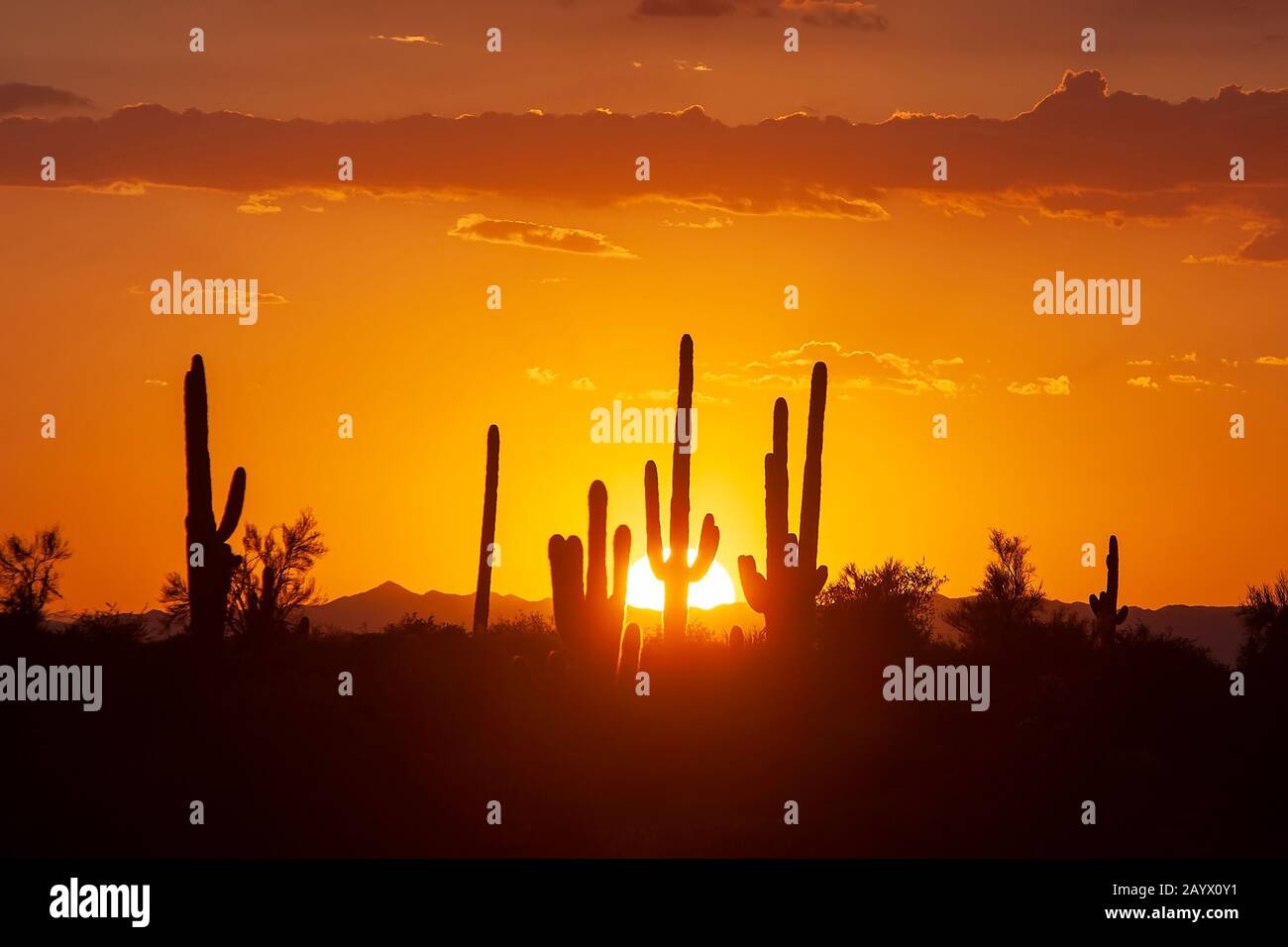 Coucher de soleil silhouetting saguaro cactus dans le désert de Sonoran près de Phoenix Arizona, États-Unis. Banque D'Images