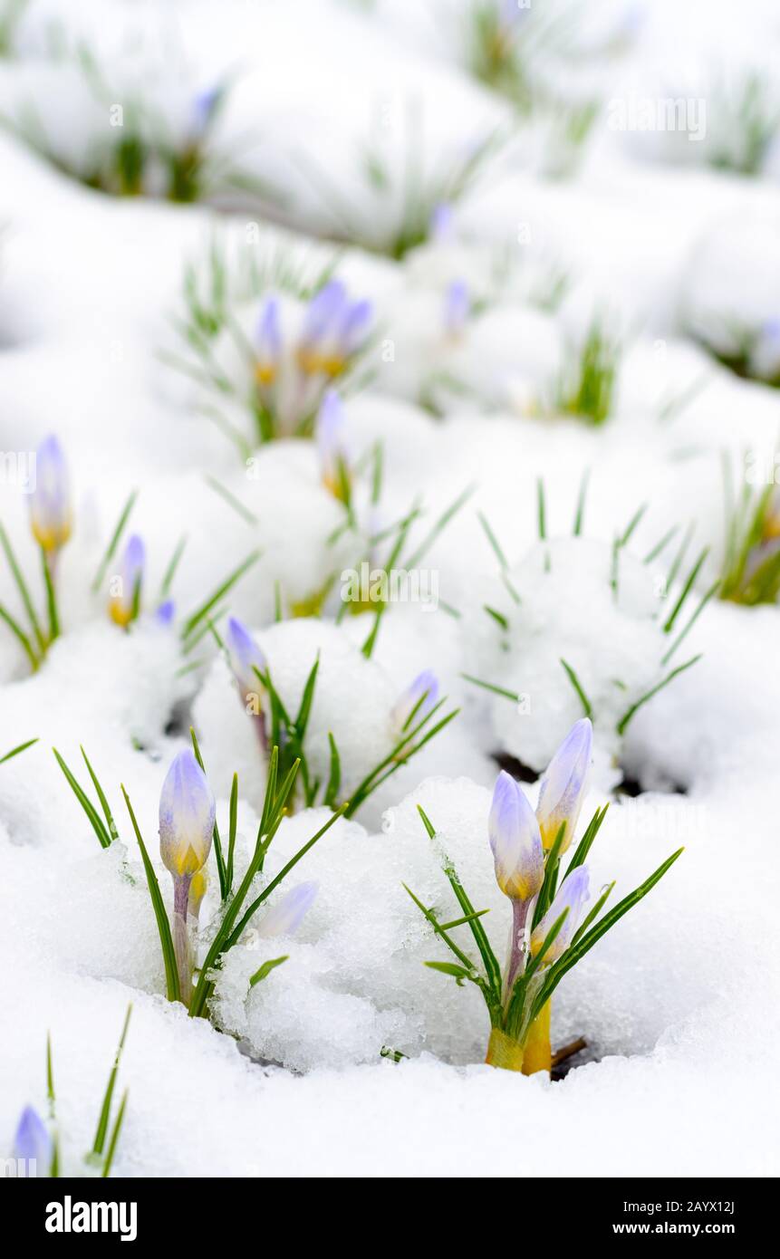 Les fleurs de Crocus émergent à travers la neige au début du printemps Banque D'Images