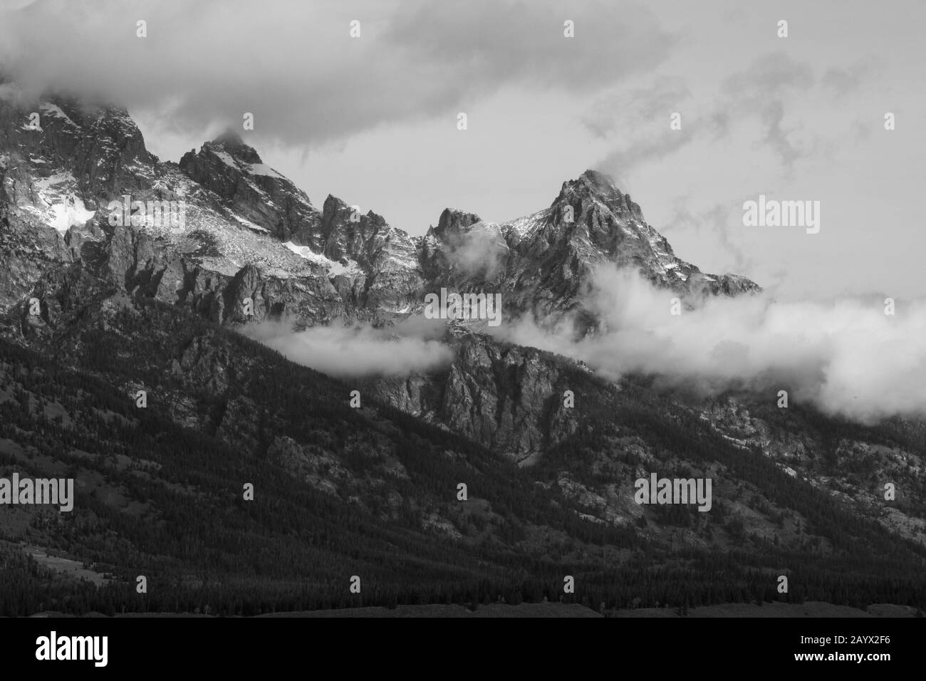 Fleur rouge gros plan avec rosée Banque D'Images