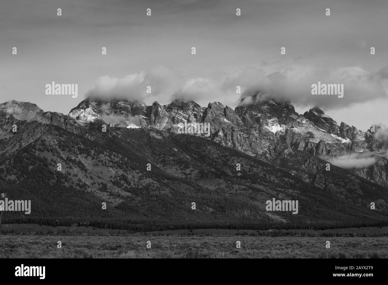 Fleur rouge gros plan avec rosée Banque D'Images