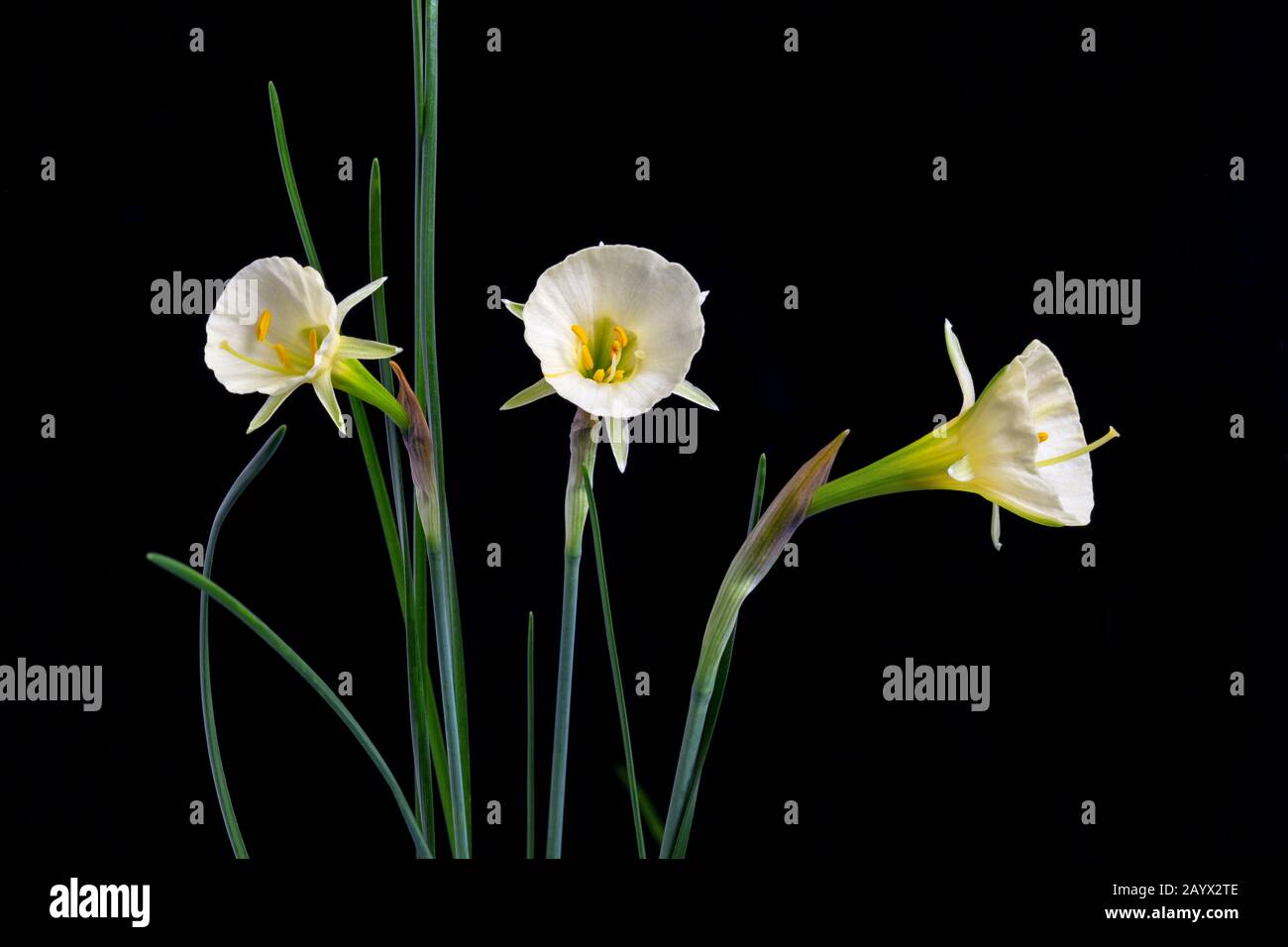 Narcisse bulbocodium 'Arctic Bells', une variété de Hoop Petcoat Daffodil, février Banque D'Images