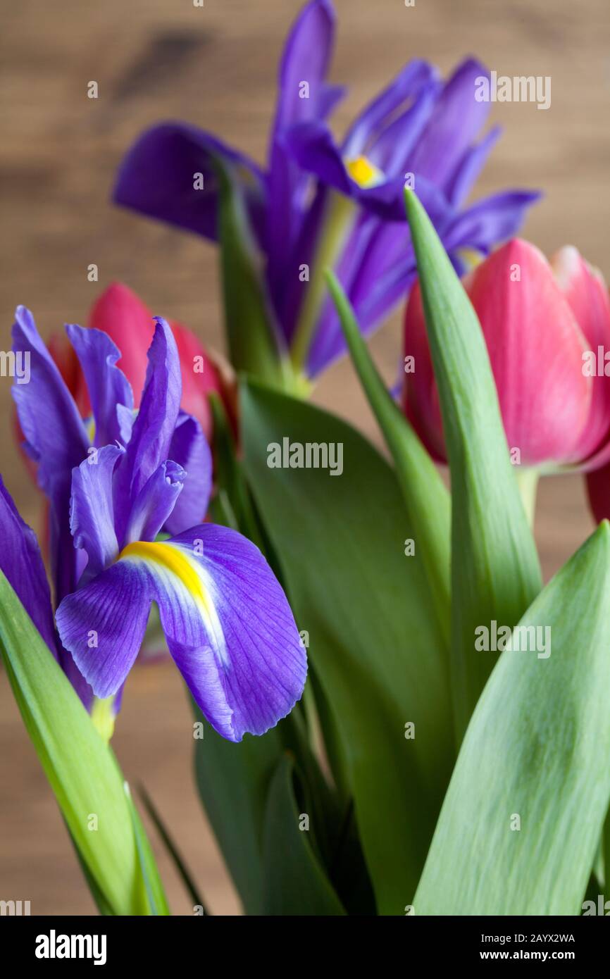 Tulipes et iris rouges sur fond de bois brun. Joyeux anniversaire. Carte de fête des mères. Félicitations pour la journée des femmes. 8 mars contexte. Ressort Banque D'Images Tulipes et iris rouges sur fond de bois brun. Joyeux anniversaire. Carte de fête des mères. Félicitations pour la journée des femmes. 8 mars contexte. Ressort Banque D'Images