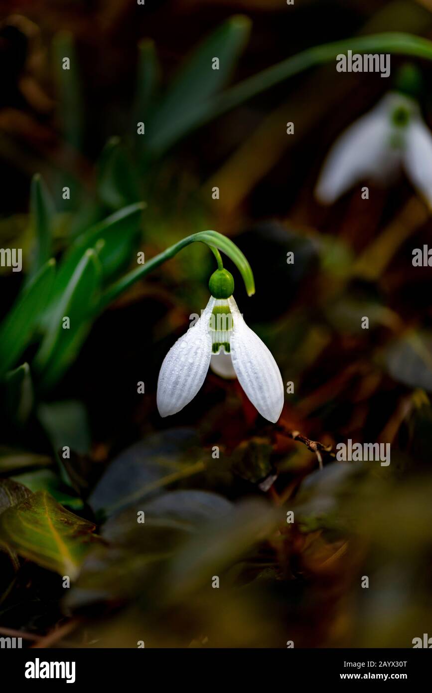 Snowdrop dans la forêt de printemps Banque D'Images