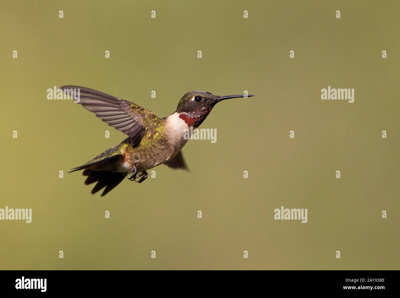 Hummingbird à gorge rubis, Archilochus colubris, homme adulte, Estero Llano State Park, Weslaco, Texas, États-Unis Banque D'Images