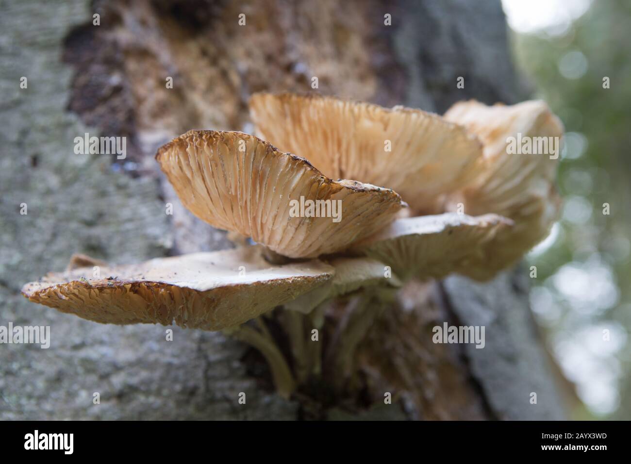 Groupe de champignons Oyster (Pleurotus ostreatus) poussant sur l'écorce d'arbre, Bishops Wood, St Andrews, Fife, Écosse. Banque D'Images