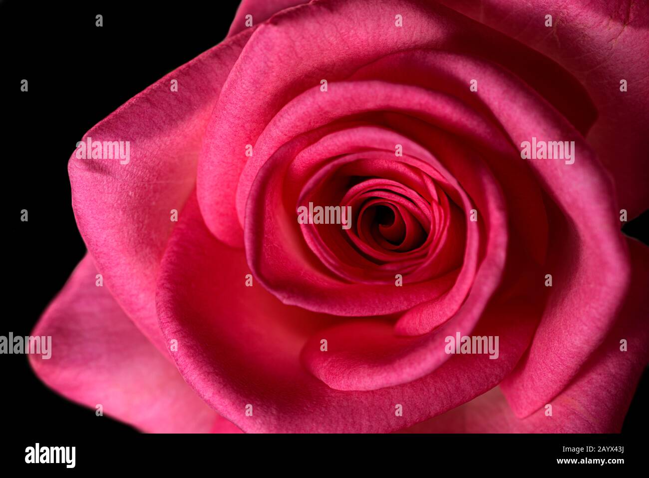 Rose rose simple en pleine floraison sur fond noir Banque D'Images