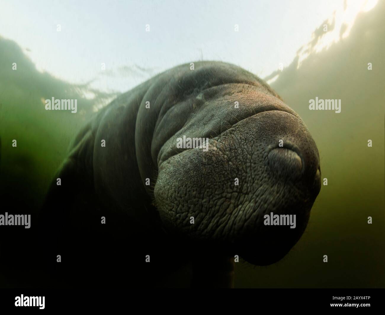 Manatee ou dugong ou vache de mer nagent jeter de l'eau cristalline Banque D'Images