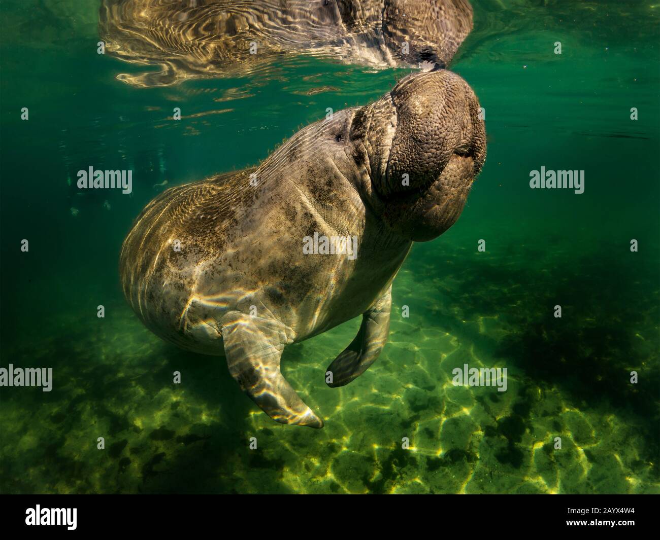 Manatee ou dugong ou vache de mer nagent jeter de l'eau cristalline Banque D'Images