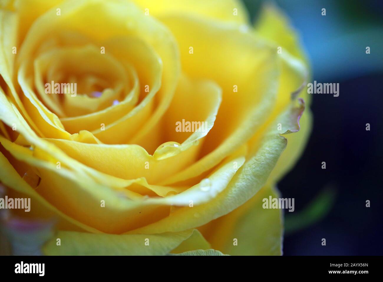 Rose jaune Close-up Banque D'Images