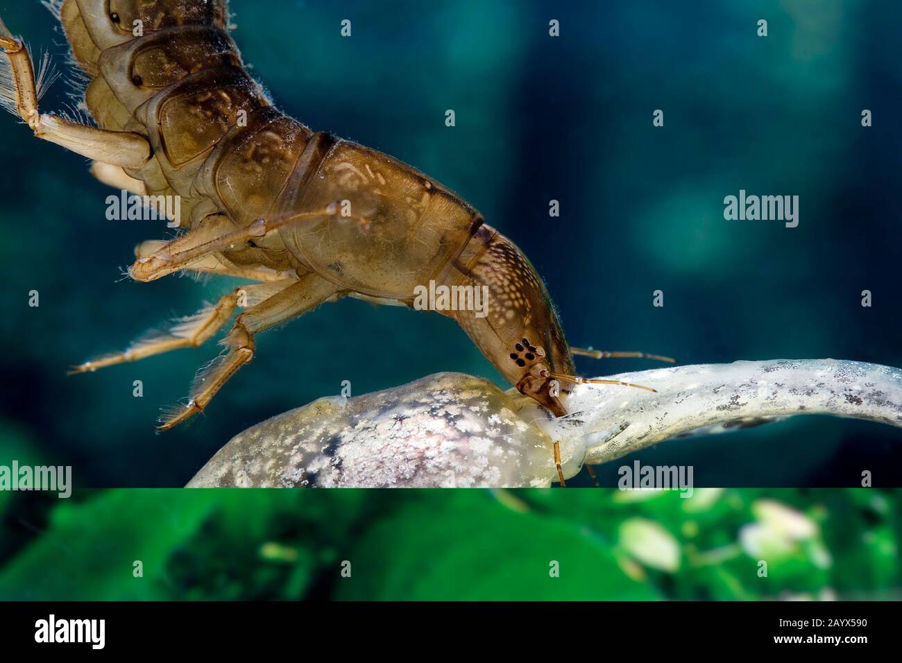 Du grand, Dytiscus marginalis, manger des larves de grenouilles têtards, Normandie Banque D'Images