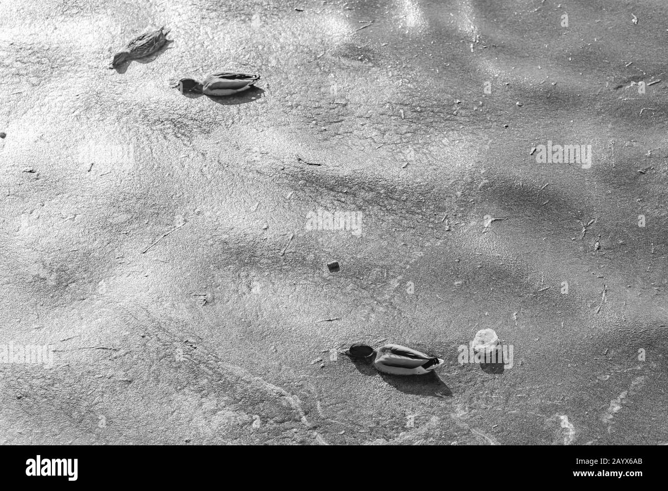 Oiseaux nager dans la pollution de l'eau avec de l'huile, déchets ménagers et plastique Banque D'Images