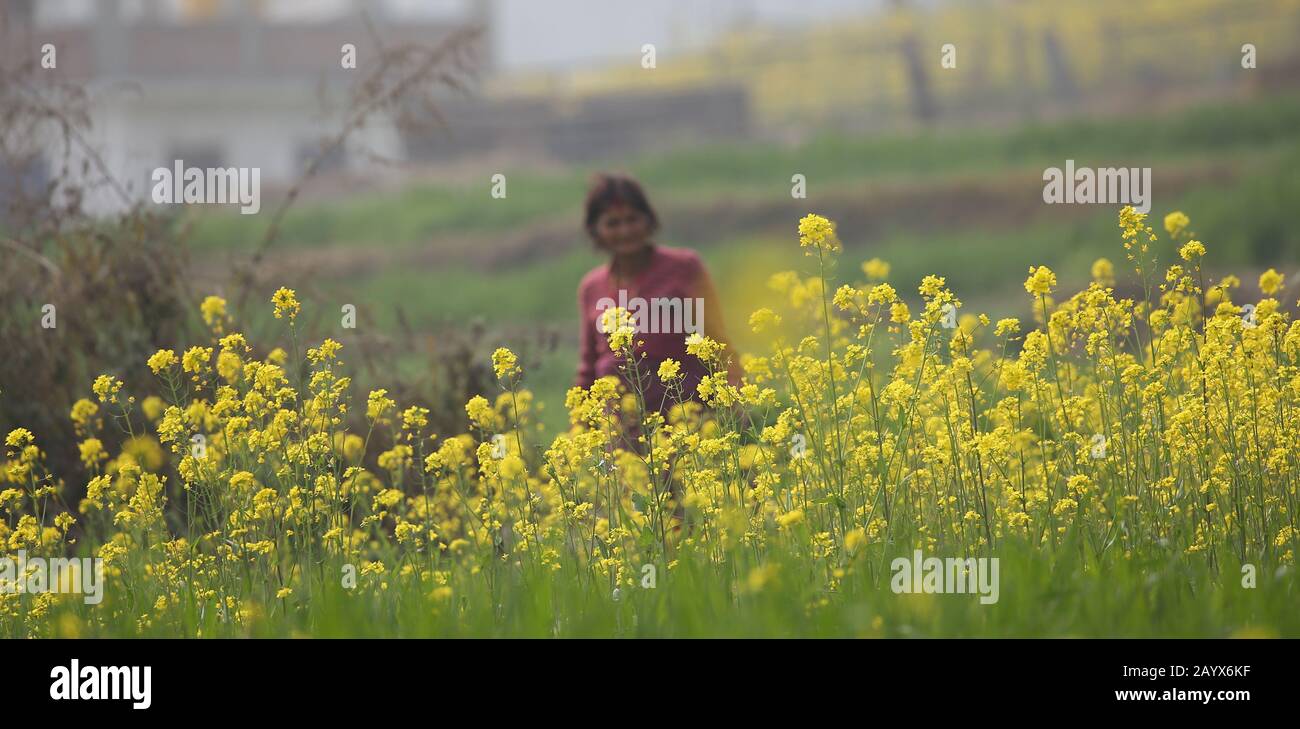 Bhaktapur, Népal. 17 février 2020. Une femme travaille au champ de fleur de cole à Bhaktapur, au Népal, le 17 février 2020. Crédit: Sunil Sharma/Xinhua/Alay Live News Banque D'Images